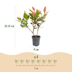 Green boutiQ - 24x Photinia fraseri Little Red Robin - Photinia - Plantes de haie - Persistant - Rouge - Pot 9cm - Hauteur 25-35cm