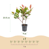 Green boutiQ - 24x Photinia fraseri Little Red Robin - Glansmispel - Haagplanten - Groenblijvend - Rood - Pot 9cm - Hoogte 25-35cm