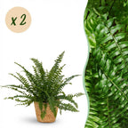 Green boutiQ - Zimmerpflanze - Nephrolepsis exaltata Green Lady - Farn - Haustierfreundliche Pflanze - Grün - 2 Pflanzen - mit Korb - Topf 12cm - Höhe 25cm