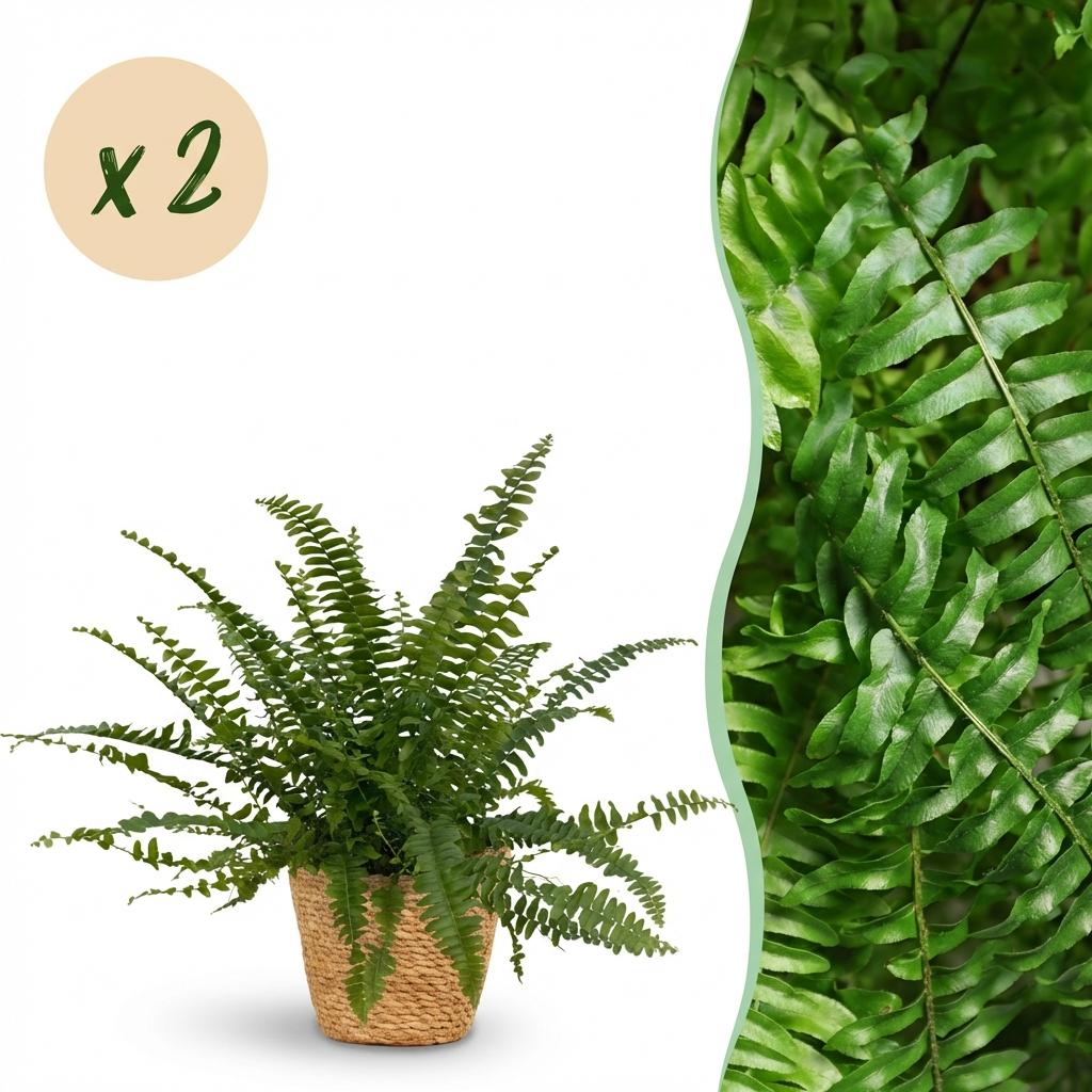 Green boutiQ - Zimmerpflanze - Nephrolepsis exaltata Green Lady - Farn - Haustierfreundliche Pflanze - Grün - 2 Pflanzen - mit Korb - Topf 12cm - Höhe 25cm