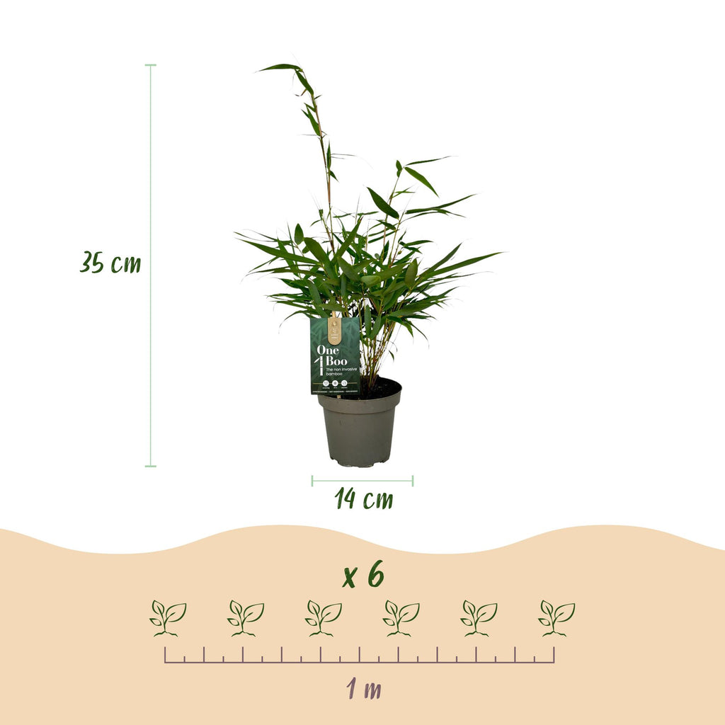 Green boutiQ - Gräser - Fargesia robusta Pingwu - Nicht wuchernder Bambus - Immergrün - Grün - 2 Pflanzen - Topf 14 cm - Höhe 35 cm
