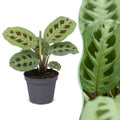 Maranta leu. 'Kerchoveana' - Rabbit's foot plant - Green - Tropical - Ø6cm - ↕12cm