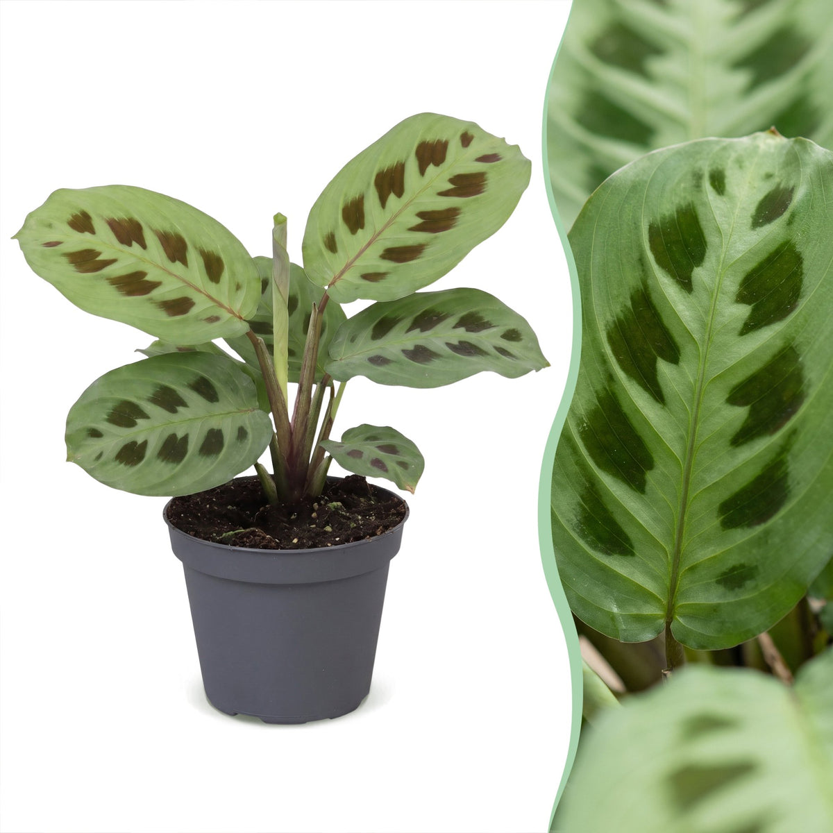 Maranta leu. 'Kerchoveana' - Rabbit's foot plant - Green - Tropical - Ø6cm - ↕12cm