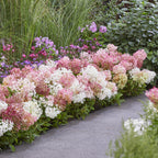 Green boutiQ - Tuinplant - Hydrangea panniculata Groundbreaker Blush - Pluimhortensia - Winterhard - Roze - 1 Plant - Pot 14cm - Hoogte 20-25cm