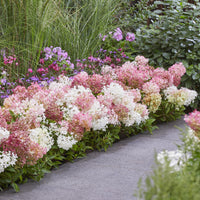 Green boutiQ - Tuinplant - Hydrangea panniculata Groundbreaker Blush - Pluimhortensia - Winterhard - Roze - 1 Plant - Pot 14cm - Hoogte 20-25cm
