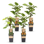 Green boutiQ - Plant fruitier - Actinidia Weiki & Hayward - Plant de kiwi - 1 Mâle - 3 Femelles - Plantes - Vert - Pot 15cm - Hauteur 50cm