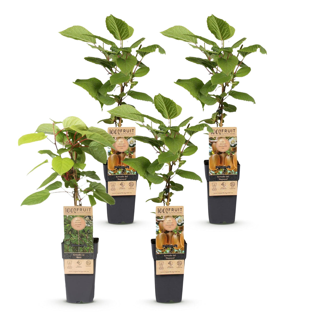 Green boutiQ - Plant fruitier - Actinidia Weiki & Hayward - Plant de kiwi - 1 Mâle - 3 Femelles - Plantes - Vert - Pot 15cm - Hauteur 50cm