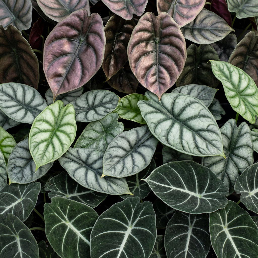 3x Baby Alocasia Tricolour - Red - Green - Black - Tropical - incl. Linnea Misty Blue - Ø6cm - ↕12cm