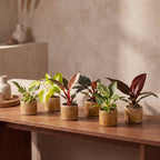 6x Baby Philodendron Family - White - Pink - Yellow - Green - Red - Tropical - incl. Linnea Honey - Ø6cm - ↕10-15cm