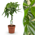 Green BoutiQ - Green is... Plantes d'intérieur - Pachira Aquatica tronc tressé - Arbre à monnaie - Peu d'entretien - Vert - 1 plante - Pot 21cm - Hauteur 80-90cm