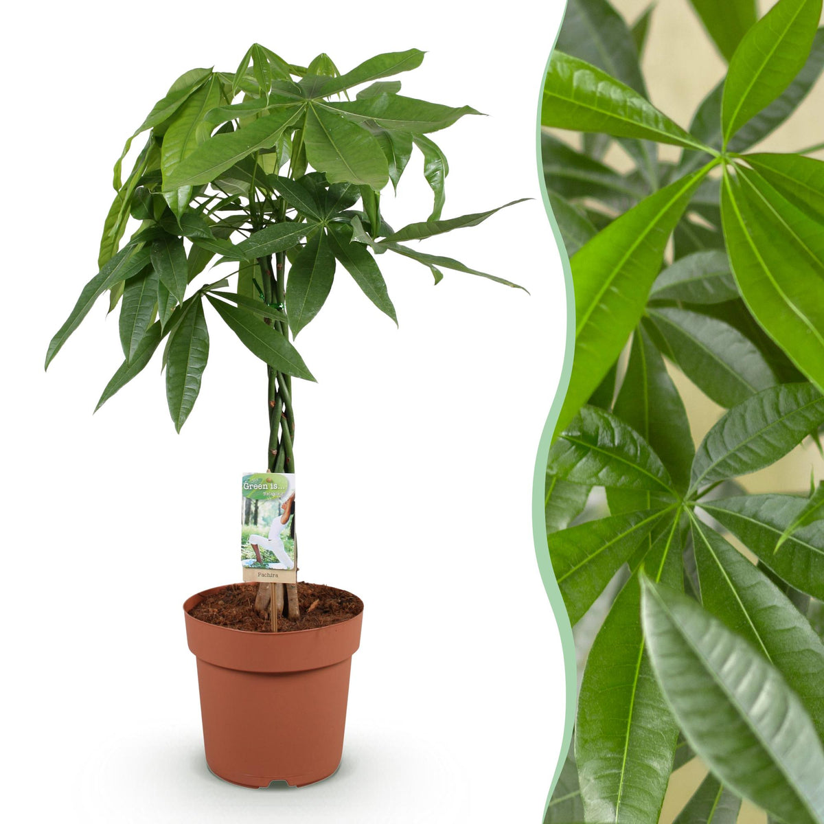 Green BoutiQ - Green is... Plantes d'intérieur - Pachira Aquatica tronc tressé - Arbre à monnaie - Peu d'entretien - Vert - 1 plante - Pot 21cm - Hauteur 80-90cm