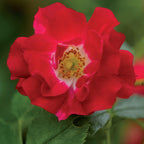 Green boutiQ - Rosier grimpant - Rosa Red Queen - Fleur rouge - Peu d'entretien - 2 plantes - Pot 11 cm Hauteur 40 cm