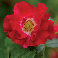 Green boutiQ - Klimroos - Rosa Red Queen - Bloem Rood - Weinig onderhoud - 2 planten - Pot 11cm Hoogte 40cm