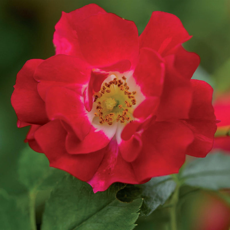 Green boutiQ - Klimroos - Rosa Red Queen - Bloem Rood - Weinig onderhoud - 2 planten - Pot 11cm Hoogte 40cm