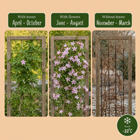 2x Jasminum stephanense - Stephan's jasmine - Pink - Climber - Ø9cm - ↕35cm