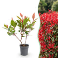 Green boutiQ - 40x Photinia fraseri Little Red Robin - Photinia - Plantes de haie - Persistant - Rouge - Pot 9cm - Hauteur 25-35cm
