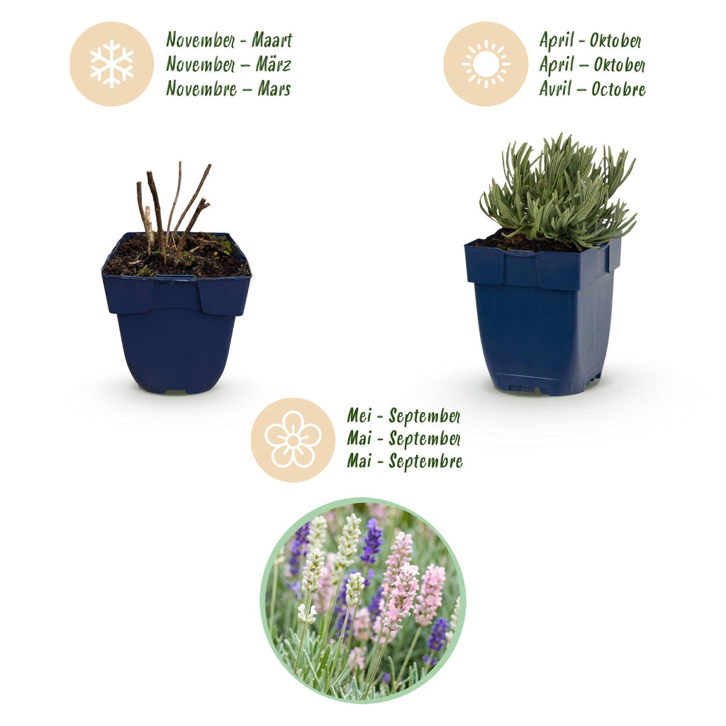 Green boutiQ - Plante vivace - Lavandula Tricolour - Lavande - Parfumée - Bleu - Rose - Blanc - 24 plantes - Pot 11cm - Hauteur 15-25cm