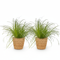 Green boutiQ - Kamerplant - Cyperus alternifolius Zumula - Kattengras - Huisdiervriendelijke Plant - Groen - 2 Planten - met Mand - Pot 12cm - Hoogte 20cm