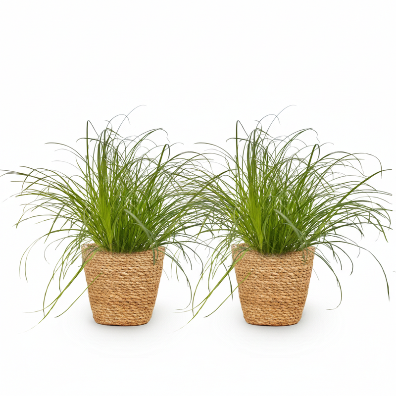 Green boutiQ - Kamerplant - Cyperus alternifolius Zumula - Kattengras - Huisdiervriendelijke Plant - Groen - 2 Planten - met Mand - Pot 12cm - Hoogte 20cm