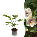 Green boutiQ - Gartenpflanze - Magnolia sieboldii - Blüte Weiß-Rot - 1 Pflanze - Laubabwerfend - Pflegeleicht - Topf 12cm Höhe 30cm