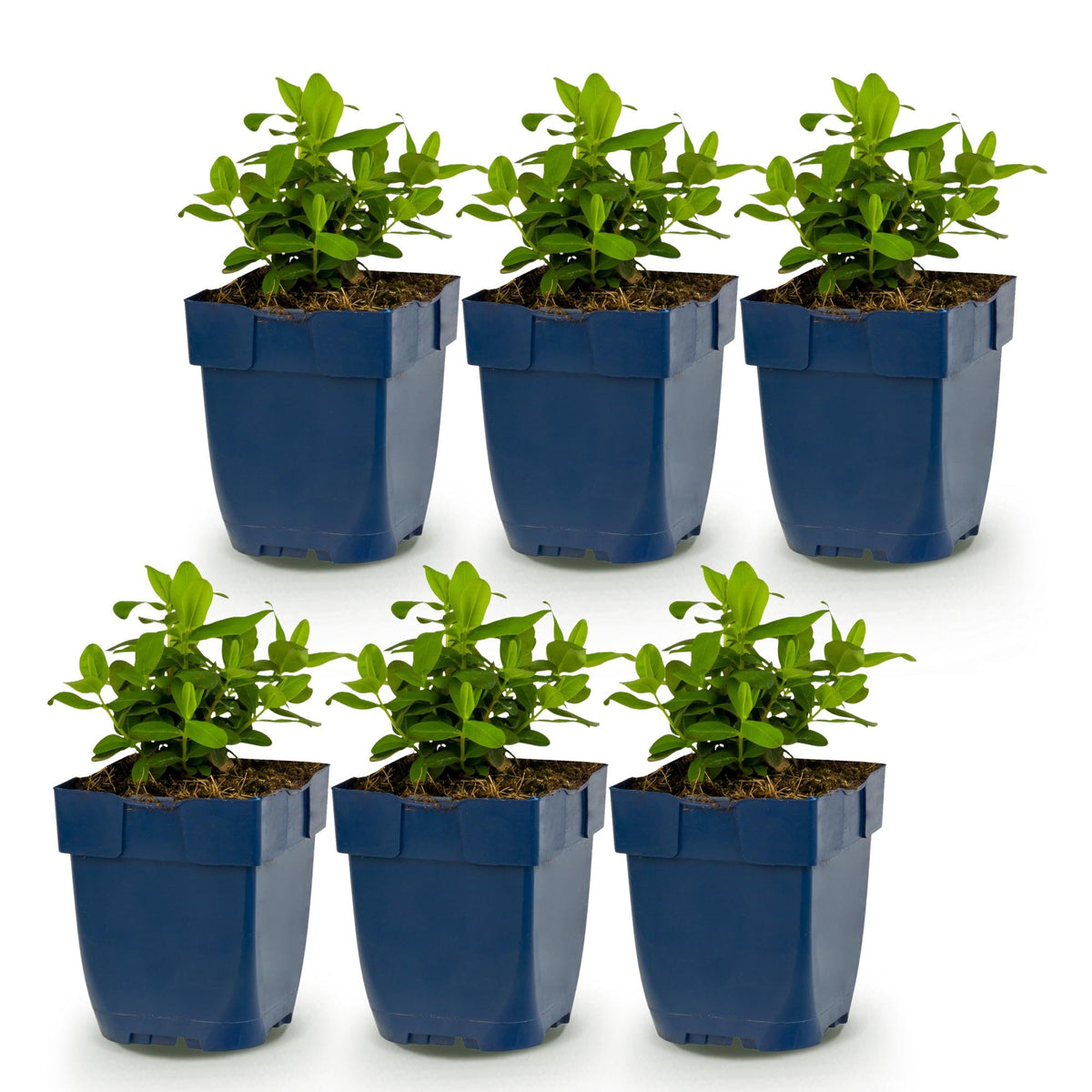 Green boutiQ - Vasteplant - Hypericum calycinum - Sint-Janskruid - Bijen- en vlinderlokkers - Geel - 6 Planten - Pot 11cm - Hoogte 15-25cm
