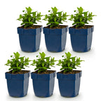 Green boutiQ - Stauden - Hypericum calycinum - Johanniskraut - Bienen- und Schmetterlingsmagnet - Gelb - 6 Pflanzen - Topf 11 cm - Höhe 15-25 cm