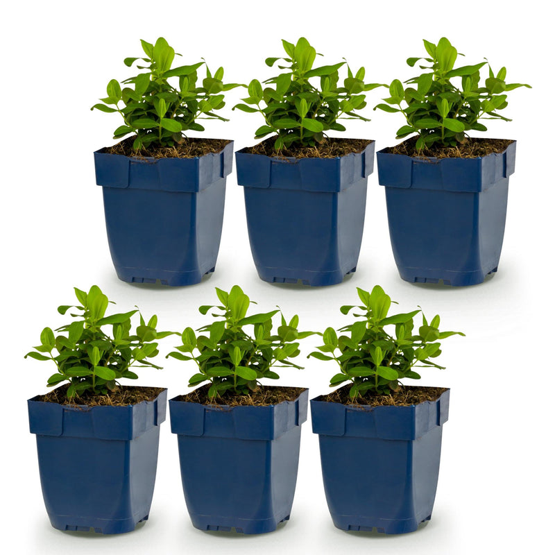 Green boutiQ - Vasteplant - Hypericum calycinum - Sint-Janskruid - Bijen- en vlinderlokkers - Geel - 6 Planten - Pot 11cm - Hoogte 15-25cm