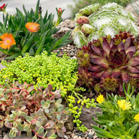 6x - Alpine mix - Ø7cm - ↕10-12cm