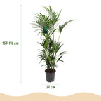 Green boutiQ - Plante d'intérieur - Howea Forsteriana - Palmier Kentia - Entretien facile - Vert - 1 plante - Pot 27cm - Hauteur 160-170cm