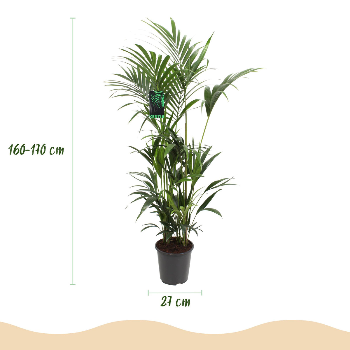Green boutiQ - Plante d'intérieur - Howea Forsteriana - Palmier Kentia - Entretien facile - Vert - 1 plante - Pot 27cm - Hauteur 160-170cm
