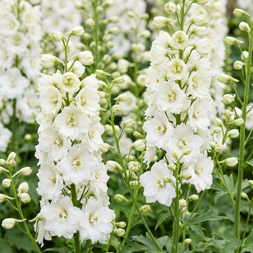 Green boutiQ - Stauden - Delphinium (P) Galahad - Rittersporn - Bienen- und Schmetterlingsmagnet - Weiß - 6 Pflanzen - Topf 11cm - Höhe 15-25cm