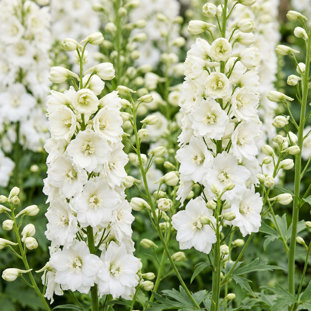 Green boutiQ - Stauden - Delphinium (P) Galahad - Rittersporn - Bienen- und Schmetterlingsmagnet - Weiß - 6 Pflanzen - Topf 11cm - Höhe 15-25cm