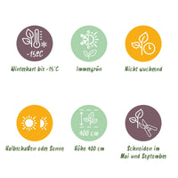 Green boutiQ - 24x Ligustrum ovalifolium Aureum - Bontbladige Liguster - Haagplanten - Groenblijvend - Bont - Pot 9cm - Hoogte 35-45cm