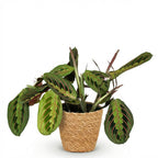 Green boutiQ - Zimmerpflanze - Maranta Fascinator Tricolour - Gebetspflanze - Haustierfreundliche Pflanze - Grün - 1 Pflanze - mit Korb - Topf 12cm - Höhe 25cm