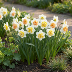 10x Narcissus Macaron Bloss - Narcis Macaron Bloss - Wit en Geel - Voorjaarsbloeier - Bolmaat 12/14