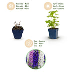 Green boutiQ - Plante vivace - Delphinium Tricolour - Pied-d'alouette - Attire les abeilles et les papillons - Violet - Rose - Blanc - 6 plantes - Pot 11cm - Hauteur 15-25cm