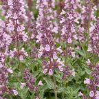 Green boutiQ - Plante vivace - Nepeta sib. Wild Orchid - Herbe aux chats - Attire les abeilles et les papillons - Rose - 1 plante - Pot 11cm - Hauteur 15-25cm