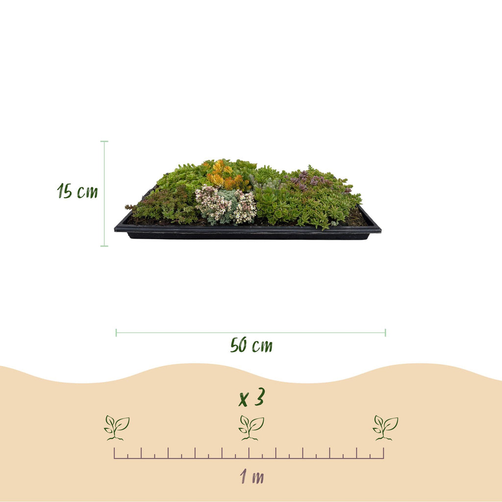 Green boutiQ - Couvre-sol - Rustique - Tapis de sedum - Composé de 10 variétés - X2 - Peu d'entretien - Longueur 50 Largeur 30