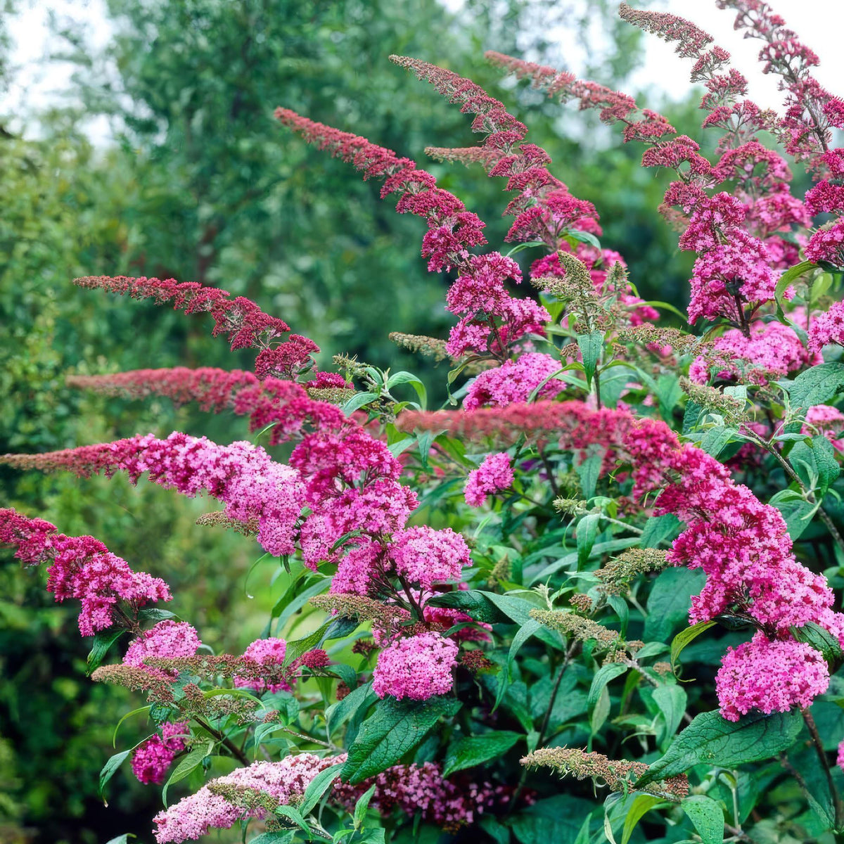 Green boutiQ - Plante de jardin - Buddleja davidii Pink Delight - Arbre aux papillons - Rustique - Rose - 1 Plante - Pot 17cm - Hauteur 45cm