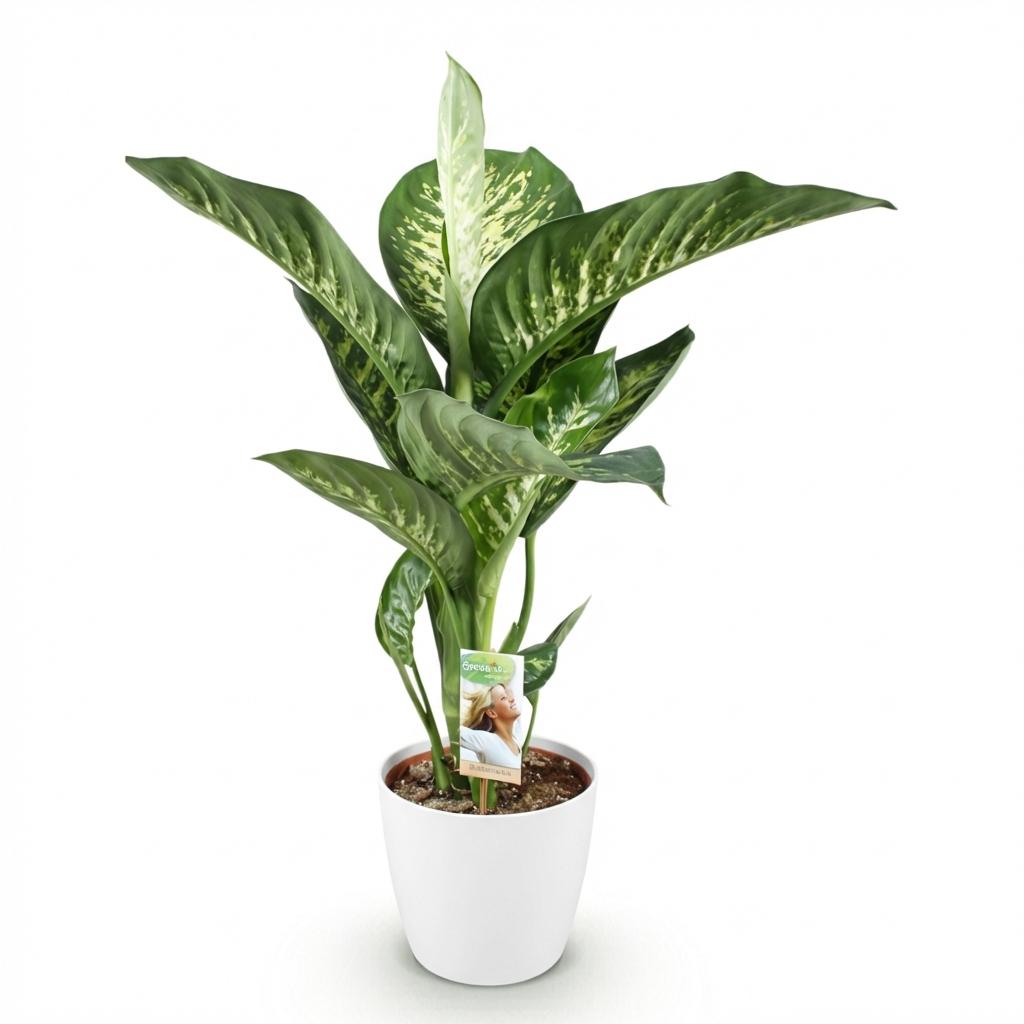 Green BoutiQ - Plantes d'intérieur - Dieffenbachia Tropic Snow - Dieffenbachia - Peu d'entretien - Vert - 1 Plante - avec Pot Blanc - Pot 21cm - Hauteur 90-100cm
