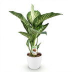 Green BoutiQ - Plantes d'intérieur - Dieffenbachia Tropic Snow - Dieffenbachia - Peu d'entretien - Vert - 1 Plante - avec Pot Blanc - Pot 21cm - Hauteur 90-100cm