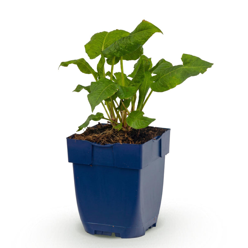 Green boutiQ - Vasteplant - Persicaria ampl. Alba - Duizendknoop - Schaduw - Wit - 1 Plant - Pot 11cm - Hoogte 15-25cm