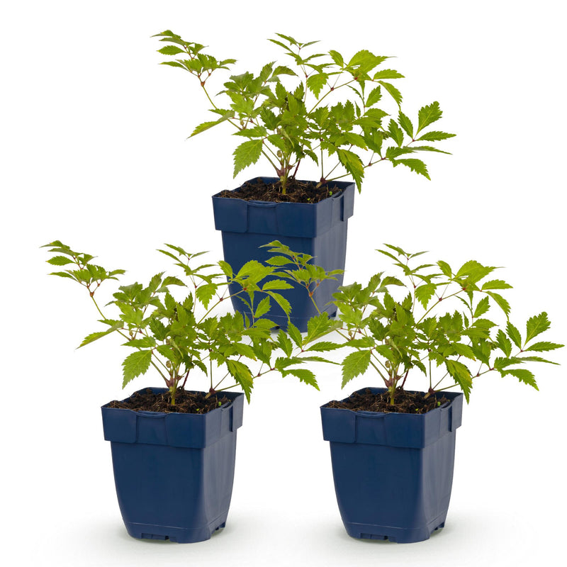 Green boutiQ - Vasteplant - Astilbe (J) Deutschland - Pluimspirea - Schaduw - Wit - 3 Planten - Pot 11cm - Hoogte 15-25cm