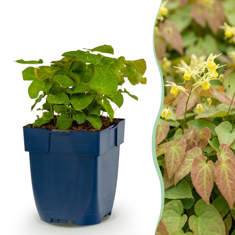 Green boutiQ - Vasteplant - Epimedium perralch. Frohnleiten - Elfenbloem - Schaduw - Geel - 6 Planten - Pot 11cm - Hoogte 15-25cm