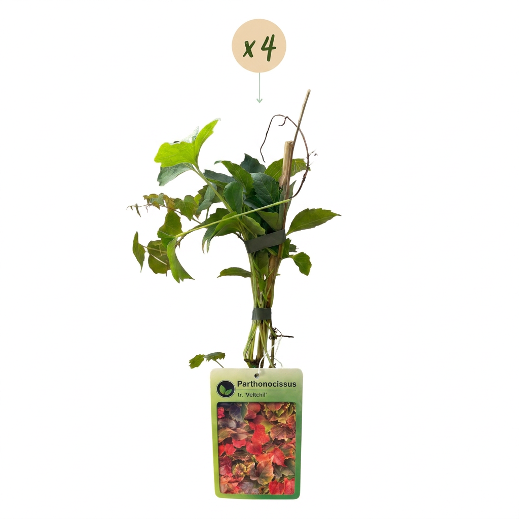 4x Parthenocissus tr. 'Veitchii Boskoop' - Boston ivy - Yellow - Green - Climber - Ø9cm - ↕35cm
