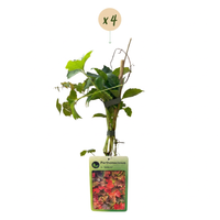 4x Parthenocissus tr. 'Veitchii Boskoop' - Boston ivy - Yellow - Green - Climber - Ø9cm - ↕35cm