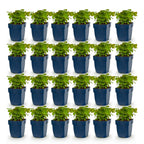 Green boutiQ - Stauden - Epimedium perralch. Frohnleiten - Elfenblume - Schatten - Gelb - 24 Pflanzen - Topf 11cm - Höhe 15-25cm