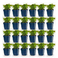 Green boutiQ - Vasteplant - Epimedium perralch. Frohnleiten - Elfenbloem - Schaduw - Geel - 24 Planten - Pot 11cm - Hoogte 15-25cm