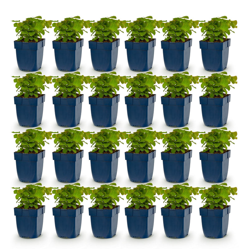 Green boutiQ - Vasteplant - Epimedium perralch. Frohnleiten - Elfenbloem - Schaduw - Geel - 24 Planten - Pot 11cm - Hoogte 15-25cm