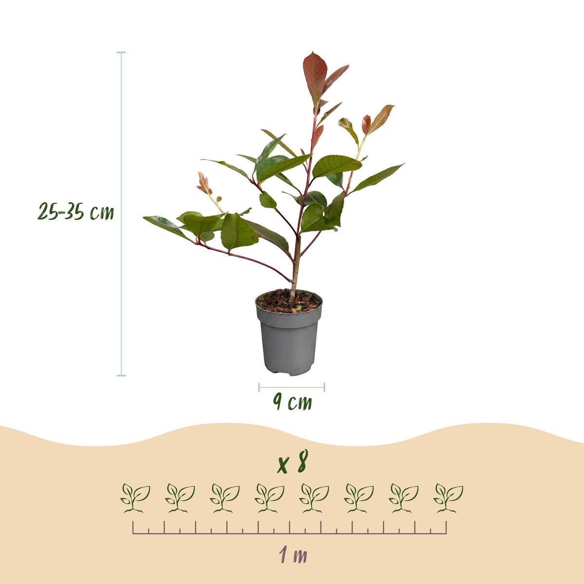 Green boutiQ - 40x Photinia fraseri Red Robin - Glansmispel - Haagplanten - Groenblijvend - Rood - Pot 9cm - Hoogte 25-35cm